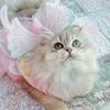 Pet Princess Gown for Cats and Small Dog Easy To Wear Butterfly Designs Cats Dress for Pet Birthdays and Photoshoots