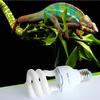 Supplementation Lamp Bulb Energy-saving Ultraviolet Lamp Bulb Portable  Lightweight Heating for Tropical Rain Forest Pets