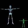 Premium Quality Luminous Hanging Human Skeleton Ideal For Halloween And Party Decor