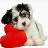 5D DIY Rhinestone Painting Diamond Cross-stitch Love Heart Dogs Embroidered Drawing Needlework Multicolor Stitchwork