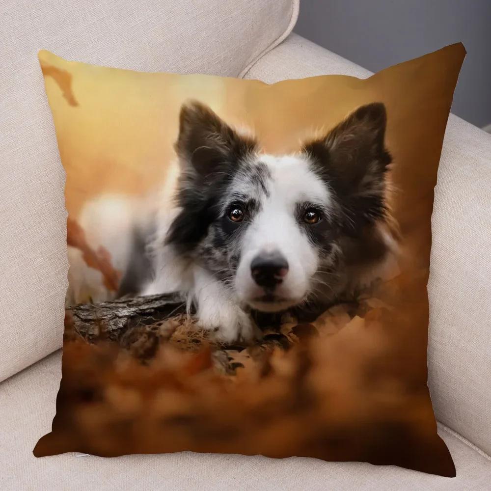 Trykt Putetrekk for Kjæledyr Skottland Border Collie Mykt Plysj Putetrekk Dekor Søtt Hundeputetrekk for Sofa Bil