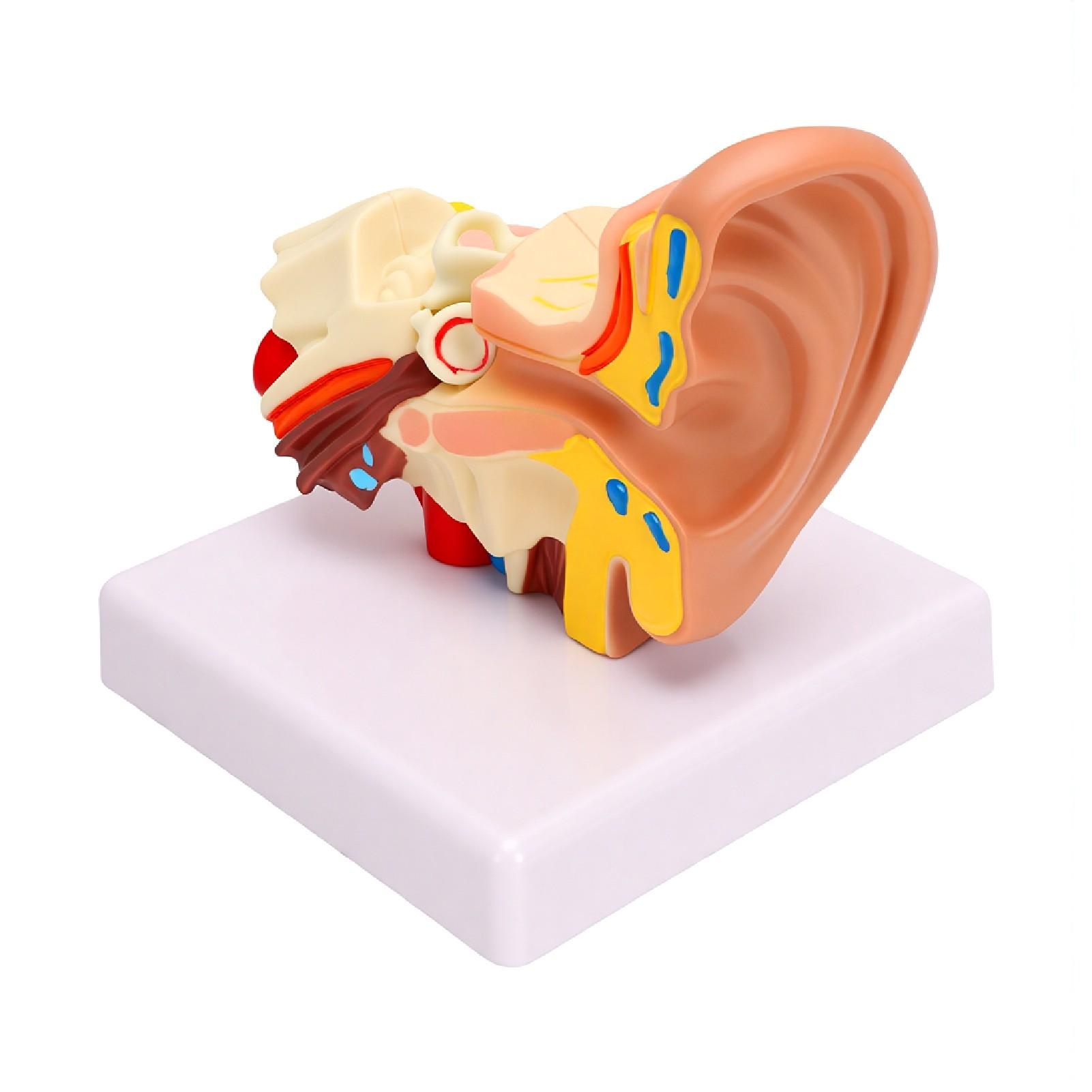 1.5 Times Enlarged Human Ear Anatomy Model Left Outer Middle Inner Structure Anatomical Ear Model