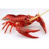 Free Research Series No. 24 Living Creatures Edition American Crayfish (Red) Plastic Model