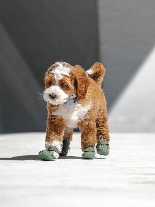 Wagwear Mojave Wagwellis