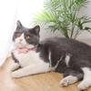 Decorative Cat Neck Strap Cartoon Cat Fish Necklace Pet Accessories Cat Fish Collar  Photograph