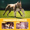 ETACCU Dog Rope Dog Set of Medium and Large Dog Dog Chewing Pet Stress Toothbrushing String String Dog Lack of Exercise Toy, Toy, Rope, 2, Dogs, 55cm,