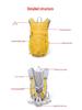 2025 Women's Lightweight Hiking & Cycling Backpack - Outdoor, Travel & Climbing Sports Bag