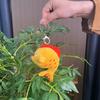 And Unique Charming Wenchang Fish Plush Toy Keychain Adorable Collectible Decoration