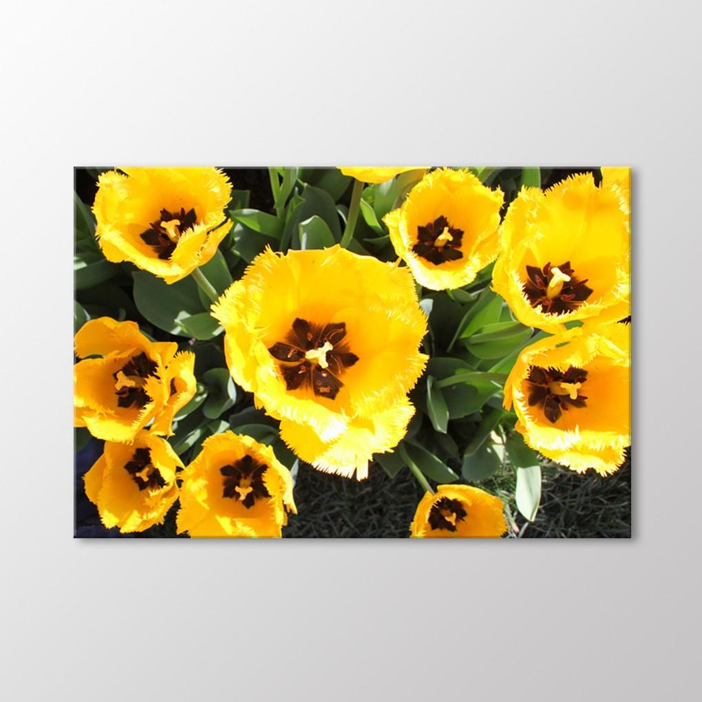 

Стол тюльпанов