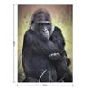 Gorilla Throw Blanket Sofas Large Moving Blankets For Baby Blankets