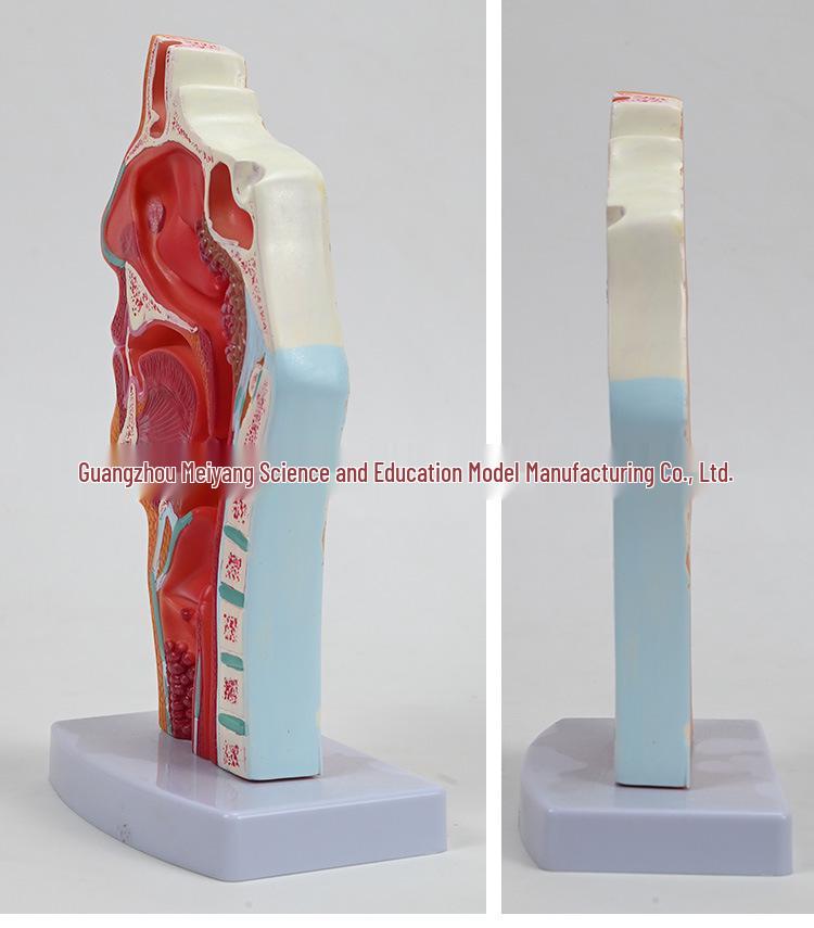 ENT Five Senses Anatomical Model of Human Nasal Cavity, Pharynx, and Mouth