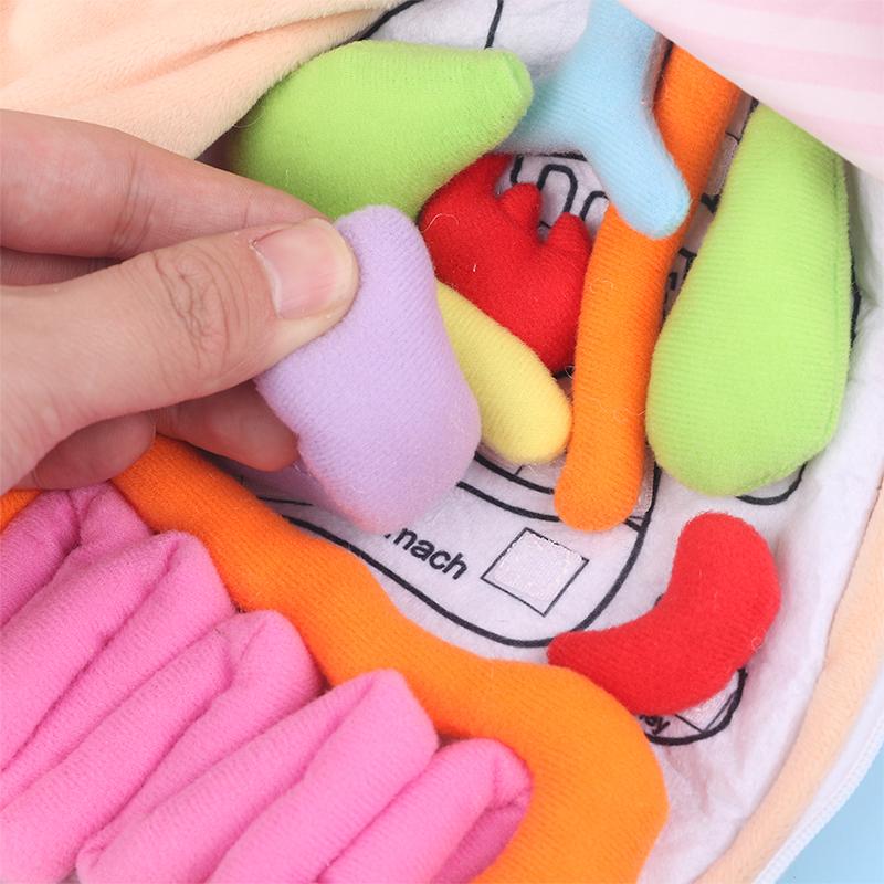 Kinder Montessori Spielzeug 3D Puzzle Menschlicher Körper Anatomie Puppe Körper Organ Lehrmittel Menschlicher Körper Anatomie Plüschtier