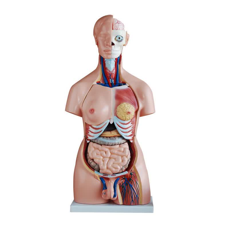85CM Bisexual Interchangeable Human Torso Anatomy Model
