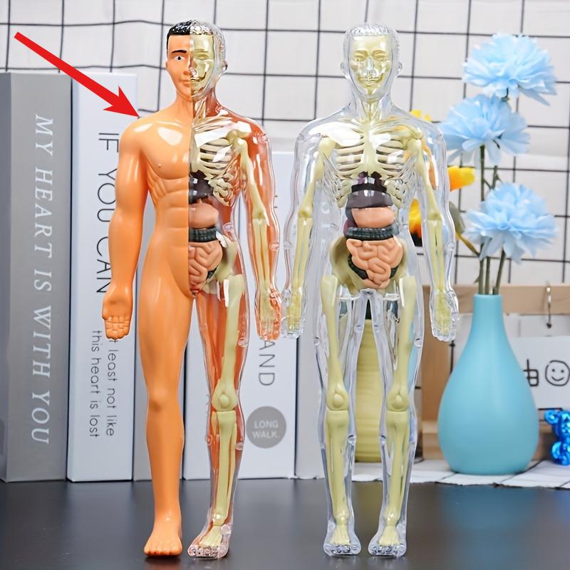 1Pc Human Anatomy Model Set - Removable Skeleton and Full Torso -Skeleton Model Kit with Removable Organs