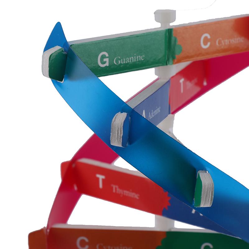 Modely DNA lidských genů Double Helix Science Toys Výuka Výuka Vzdělávací hračka