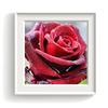 Diamond Painting Flower Diamond Art Mosaic Cross-Stitch Diamond Painting Full Drill New Arrivals