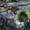 Reptile Feeding Dish Resin Wear-Resistant Natural Water Dish Safety Use Terrarium Decorative Reptile Snack Accessory