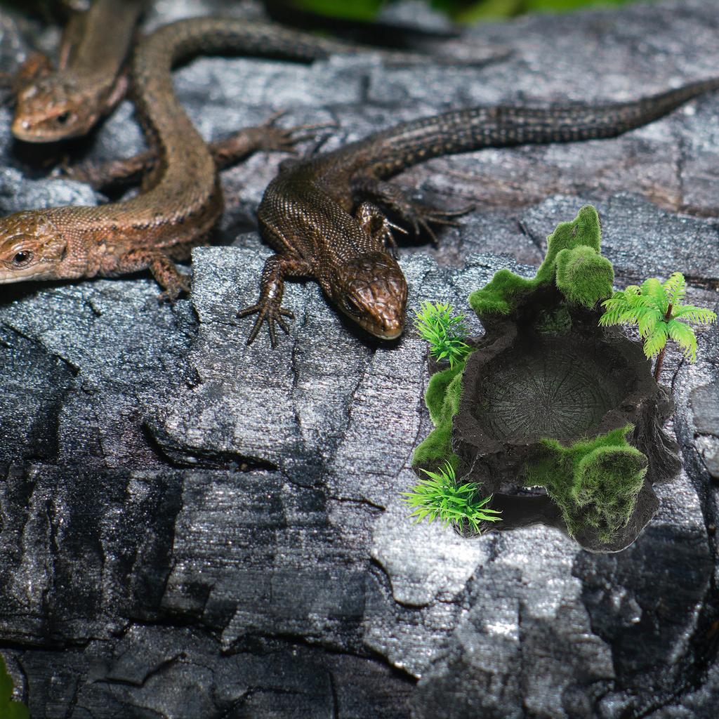 Reptile Feeding Dish Resin Wear-Resistant Natural Water Dish Safety Use Terrarium Decorative Reptile Snack Accessory