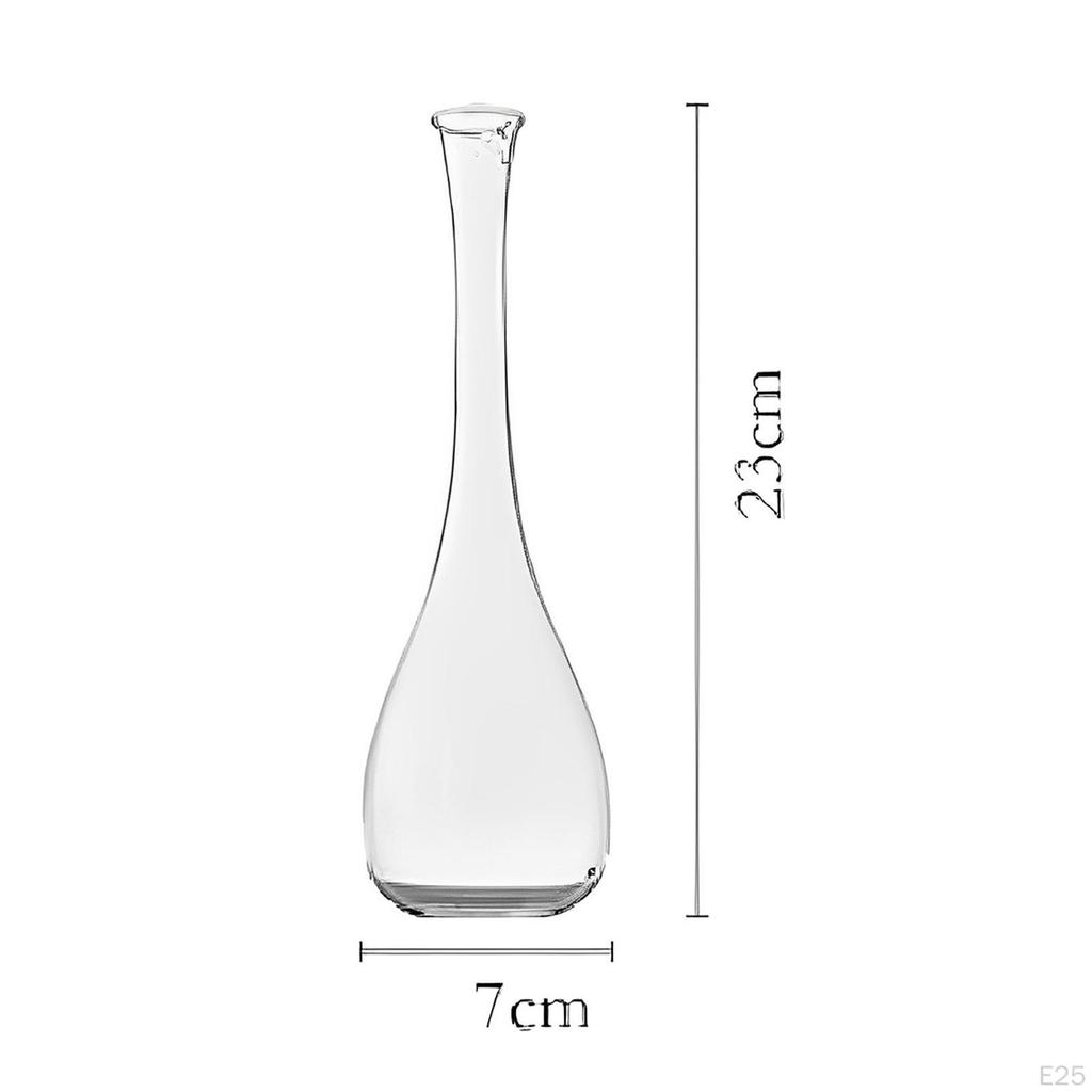 Elegant Glass Vase for Plant Propagation And Floral Display