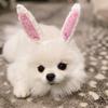 Dinosaur/Brown Bear Halloween Knitted Pet Hat Deer/Black Bull Shape Breathable Rabbit Ear Dog Hat Wool Soft Knitted Puppy Cap