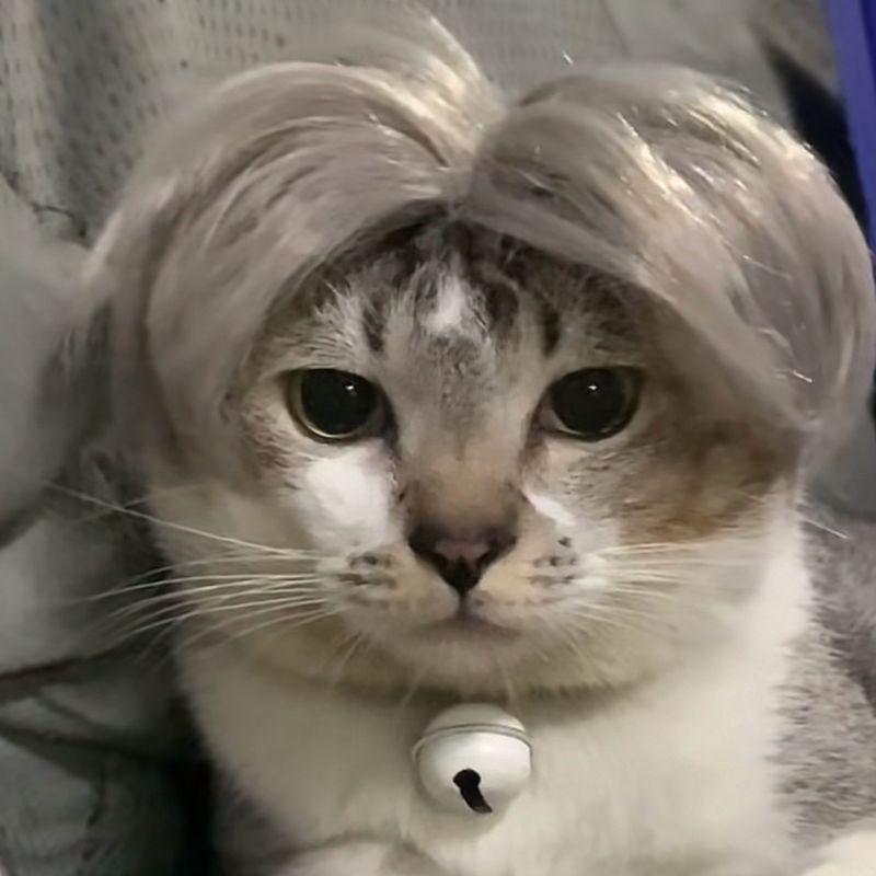 Stylish And Unique Pet Wig For Cats And Dogs Made Of Soft Nylon Fiber Ideal For Fashionable Pets