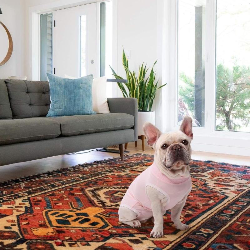 Cats Surgeries Recovery Suit Cats Vests Pet Shirt Protective Wear Recovery Clothes for Small Media Pet