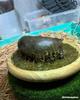 [USED] Hippopotamus figure/diorama