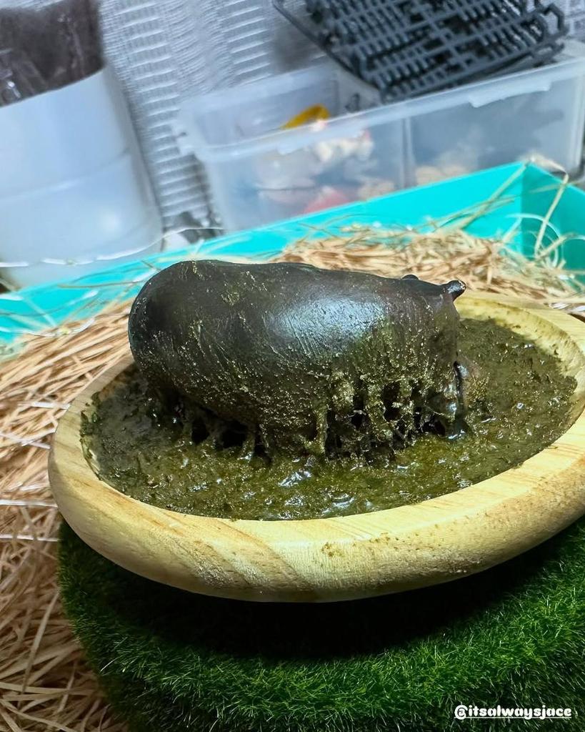[USED] Hippopotamus figure/diorama