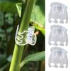 Transparent Plant Clips Plastic Phalaenopsis Clips Orchid Support Claw Clips for Flower Stems Climbing Plants Vines Tomatoes