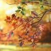 Tree Branch & Leaf Sticker Pack: 25 Sheets, 6 Styles for DIY Journaling
