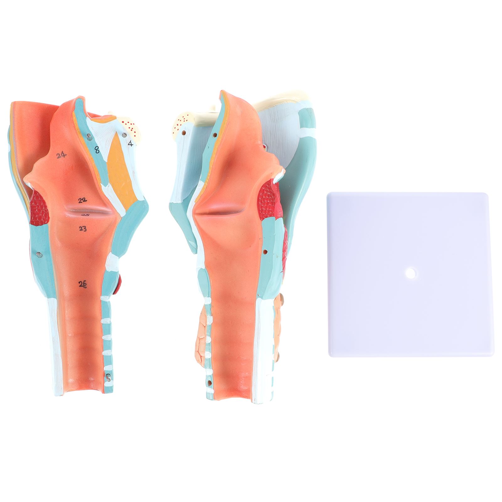 PVC Lightweight Laryngeal Structure Model Human Throat Anatomy Educational Tool Science Teaching Aid Simulation