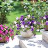 All-Weather Durability Artificial Flowers Faux Petunias UV Resistant Flowers