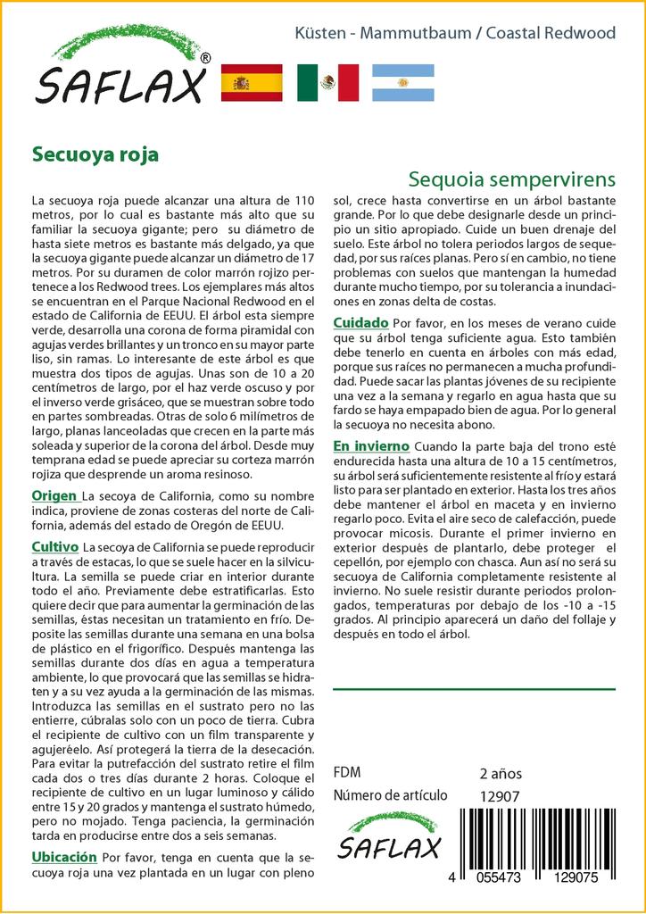 SAFLAX Pobřežní sekvoje - 50 semen - Se substrátem pro lepší pěstování - Sequoia sempervirens