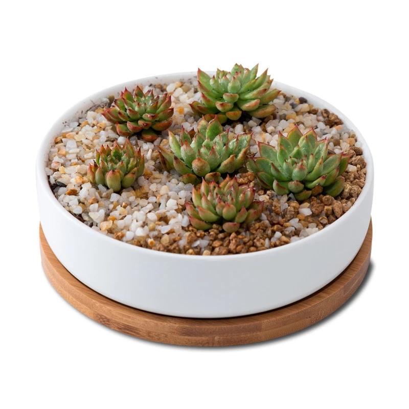 

Minimalist White Ceramic Flowerpots with BambooTray Succulent Plant Rounded Desktop Pot Small Bonsai Pots Green Planters Large