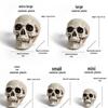 Piccolo Teschio Ornamenti per Halloween per Casa Infestata o Decorazione Bar