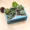 Wooden Succulents Planter Box Desktop Storage Box Retro Rustic Plant Container for Micro Landscape Succulents Small Plants Home Office Decor