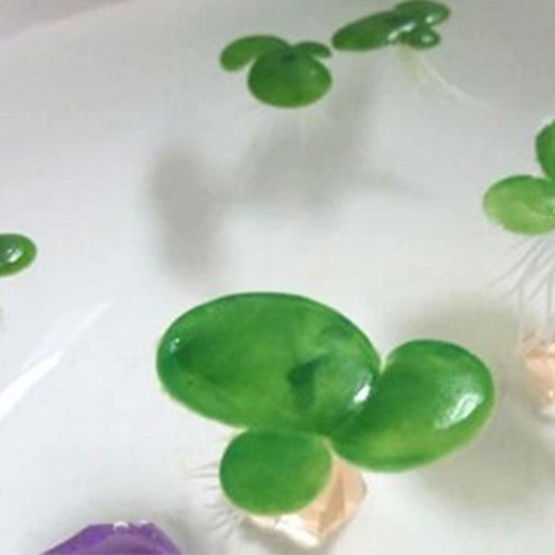 54PCS Artificial Aquarium Floating Plant Plastic Decors Enhances Tanks Aesthetic Habitat Environment