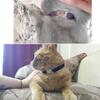 1Pc Cat Collar Adjustable Rhinestone Heart Bell Design Velvet Small Pet Collar
