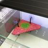 1 Set Tortoise Terrace Floating Island Design Simple Installing Bakelite Amphibian Climbing Platform for Fish Bowl