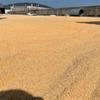 Egger Sawdust Powder for Oil Absorption and Animal Bedding