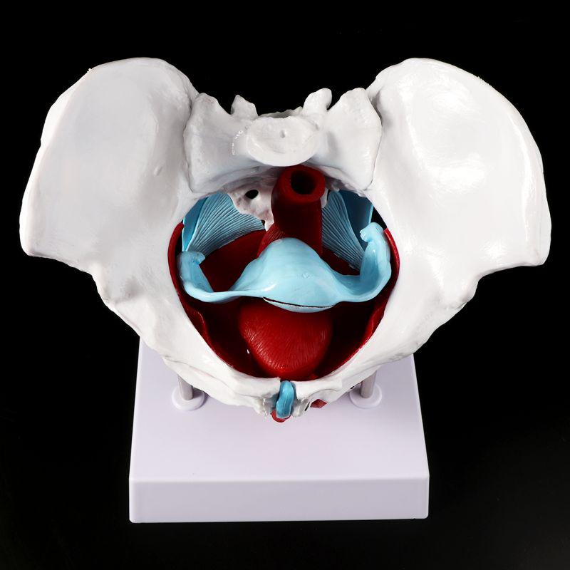 Female Pelvis Pelvic Floor Muscle Model Uterus Ovary Muscle Teaching Resources Educational Removable