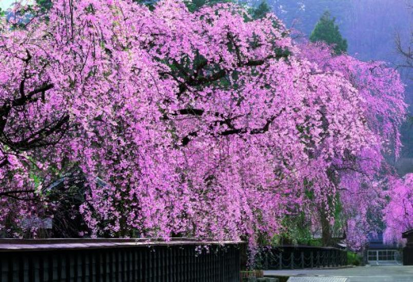 

1053-Piece Jigsaw Puzzle: Weeping Cherry Blossoms in Kakunodate, Akita, Super Small Pieces (26x38cm)