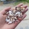 Mini Colorful Seashell Mix (0.5-2CM) In Transparent Storage Jar