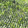 10Pcs 13cmx49cm Garden Prickle Strip Dig Stop Cat Repellent Deterrent Mat Spike Portable Anti-Cat Dog Outdoor Garden Staples Pegs