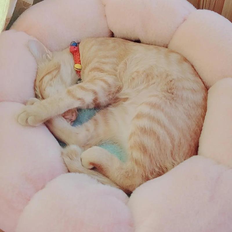 Hundestreu, Katzenstreu, Komfort, vier Jahreszeiten, universeller Katzenstreu, Teddy, Corgi, kleine Hunde, Komfort, warmes Hundezubehör, Bett, Haustiermatte