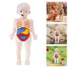 Kids Human Body Organ Assembly Science Learning Toy Hands On Anatomy Exploration STEM Educational Activity For Preschool