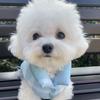 Warm Winter Dog Coat Small Medium Dogs Coral Fleece Pet Vest Ins Style Four Legs Optional