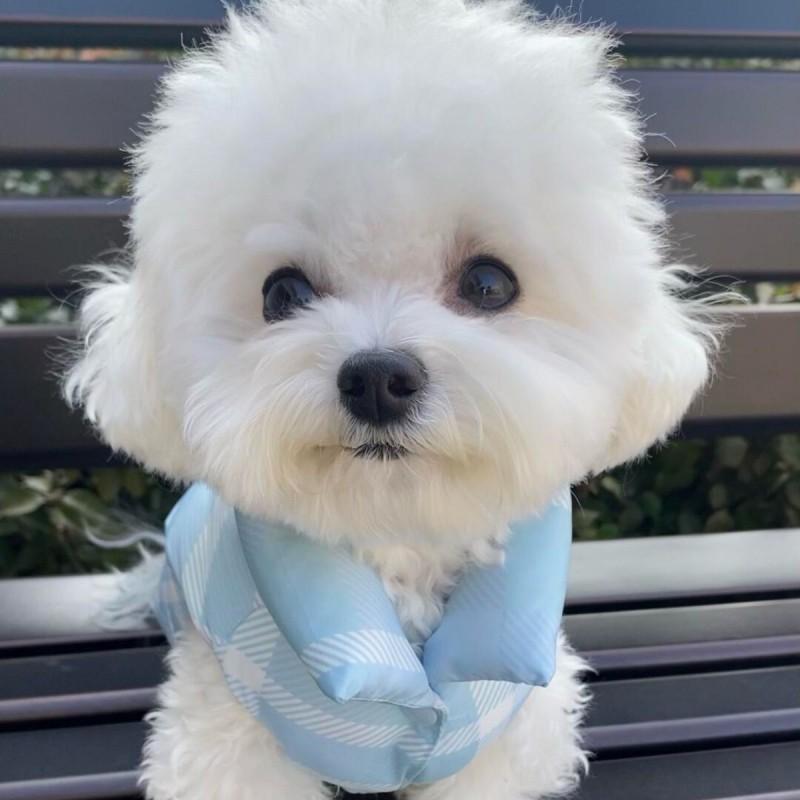 Warm Winter Dog Coat Small Medium Dogs Coral Fleece Pet Vest Ins Style Four Legs Optional