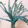 20pcs Artificial Plants Eucalyptus Leaves, Green Leaf Branches for Home Party Garden Wedding Valentine's Day Decoration Flowers