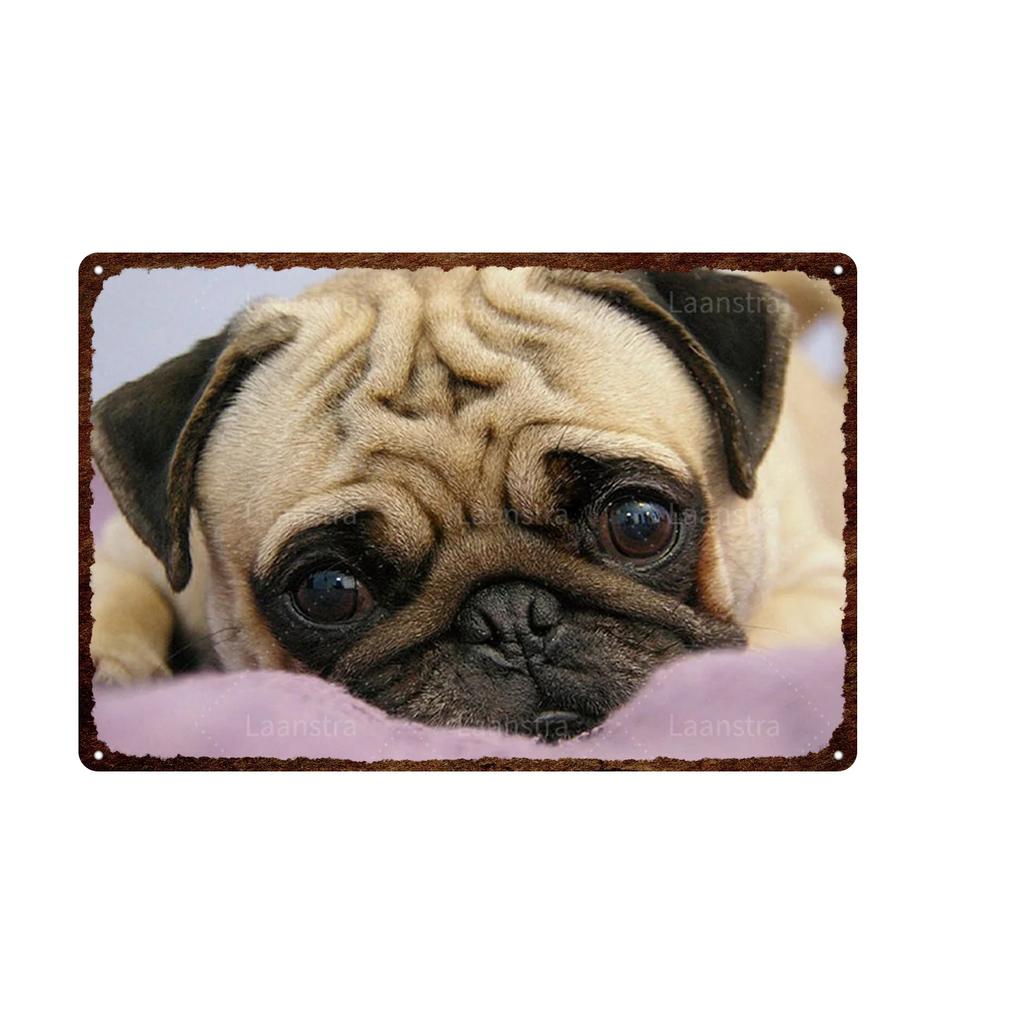 Retro Iron Painting Metal Plaque Attention Animals Dog and Cat Wall Decor Art Poster Tin Signs Bar Home Decoration Painting
